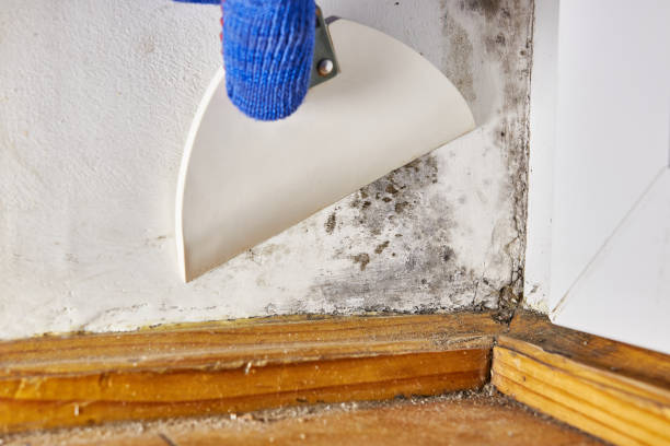 Best Basement Mold Removal  in Fox Chapel, PA