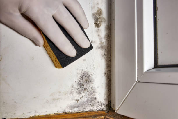 Best Water Damage & Mold Remediation  in Fox Chapel, PA